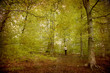 Lonely walk in the Beech forest.