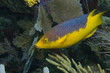 Juvenile hogfish curiosity