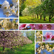 Orchard in spring collage