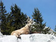 un bouquetin en montagne