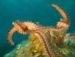 seawarms mating