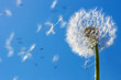Dandelion Flying Seeds