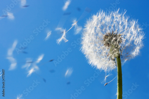 dandelion flying