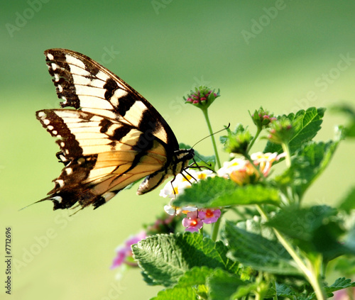 Photo: butterfly3 butterfly3