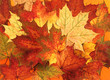 Quadro Herbstlaub