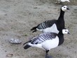 Enten