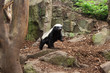 Honey Badger