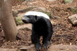 Honey Badger