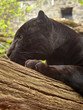 Black Jaguar