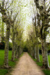 Chemin entre les arbres Chemin entre les arbres