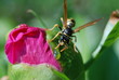 Guêpe sur fleur Guêpe sur fleur