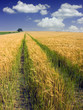 Yellow ripe field and green way in the summers
