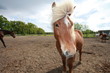 Lustiges Pferd - funny horse