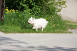Allein unterwegs - keep the dogs alone
