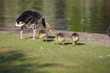 Gänsemutter - Geese mother with little