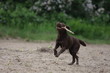 Hund spielt mit Stock - dog play with a stick