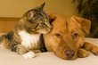 Cat and Dog Cat and Dog