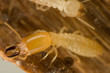 Soldier termite
