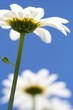 Foto: Detail Froschperspektive Margeritte vor blauem Himmel Detail Froschperspektive Margeritte vor blauem Himmel