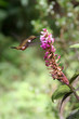 Humming Bird drinking from a Flower, Monteverde, Costa Rica