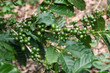 Coffee Plant with fresh Coffee Beans, Monteverde, Costa Rica