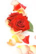 Rosen 15