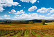 Beautiful Autumn Vineyard Beautiful Autumn Vineyard