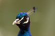 Photo: pfau pfau