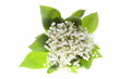 lily of the valley lily of the valley