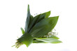 lily of the valley lily of the valley