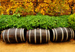 Wine Barrels