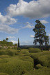 chateau de marqueyssac : parc sculpte
