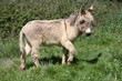 Ânon de Provence