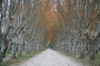 Allée de platanes