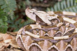 Snake-Gaboon viper Snake-Gaboon viper