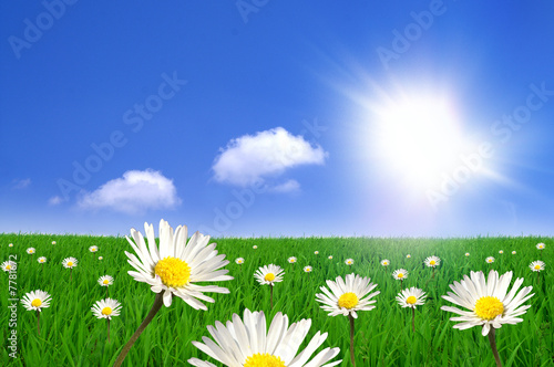 Sommerlandschaft 2