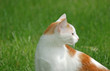 Here kitty, kitty