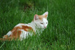 Momma Kitty