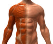 Anatomie et systeme musculaire