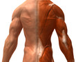 Anatomie et systeme musculaire
