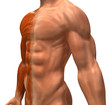 Anatomie et systeme musculaire