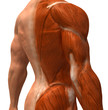 Anatomie et systeme musculaire