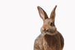 Hase