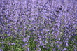 wildflowers