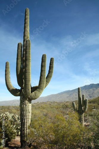 Photo: Giant Saguaro Cactus, Saguaro National Park, Arizona Giant Saguaro Cactus, Saguaro National Park, Arizona
