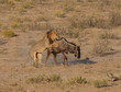Lion hunt