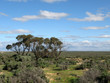 Grassy Plains - Willandra Lakes National Park, UNESCO, Australia Grassy Plains - Willandra Lakes National Park, UNESCO, Australia