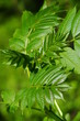 Photo en ligne au meilleur prix Feuilles de fr�ne,Aisne,Picardie