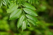 Feuilles de frène,Aisne,Picardie