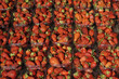 fraises